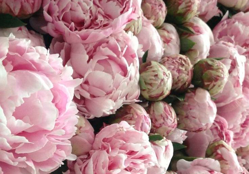 Pivoine floraison